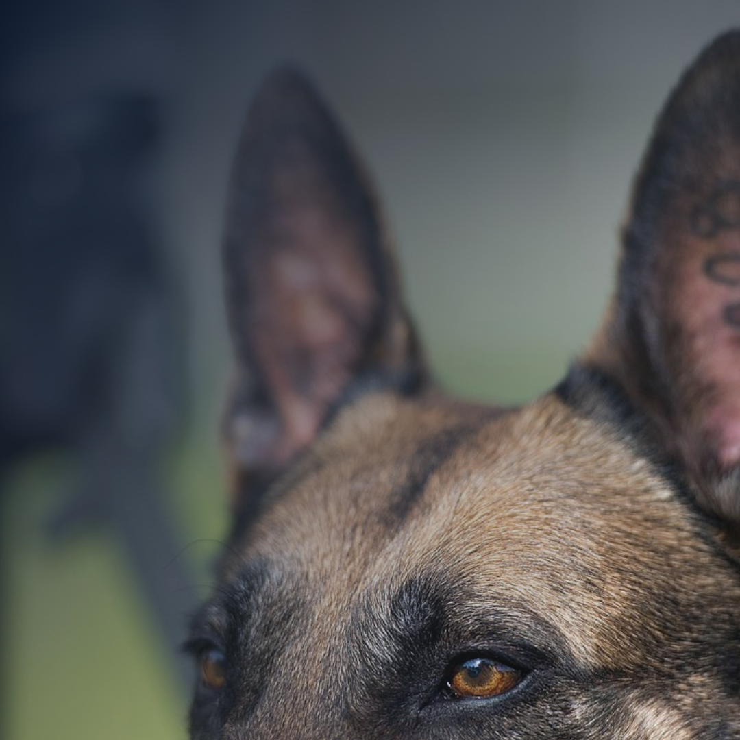 4 cosas que debe saber sobre los accidentes por mordedura de perro