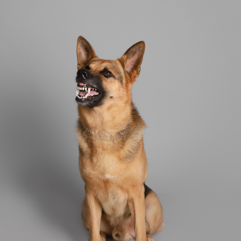 Aprenda sobre las leyes de California sobre mordeduras de perros y las responsabilidades legales de los dueños.