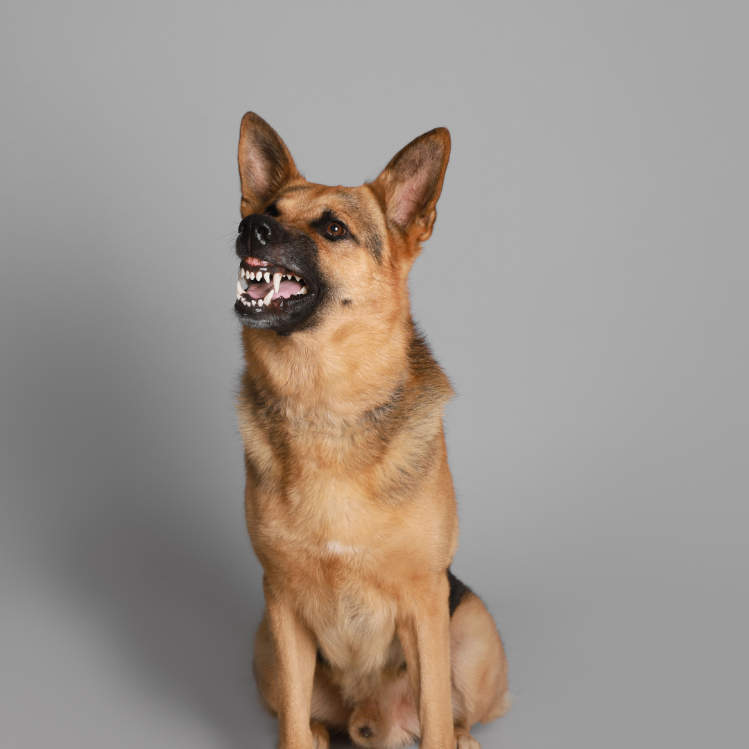 Aprenda sobre las leyes de California sobre mordeduras de perros y las responsabilidades legales de los dueños.