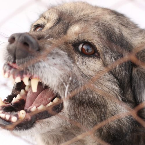 Angry aggressive barking dog in a steel cage